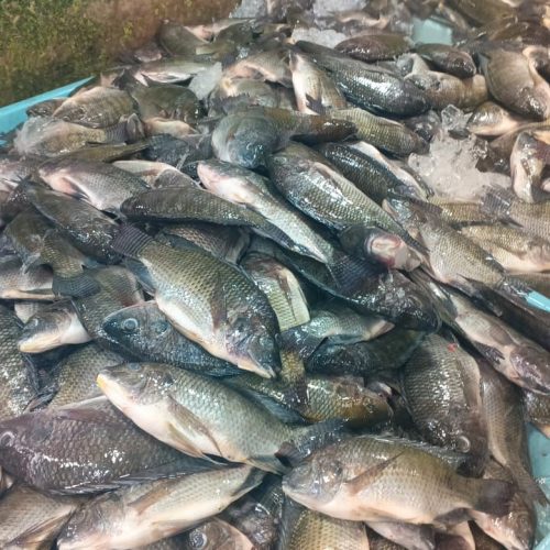 kapal provisions food & beverage